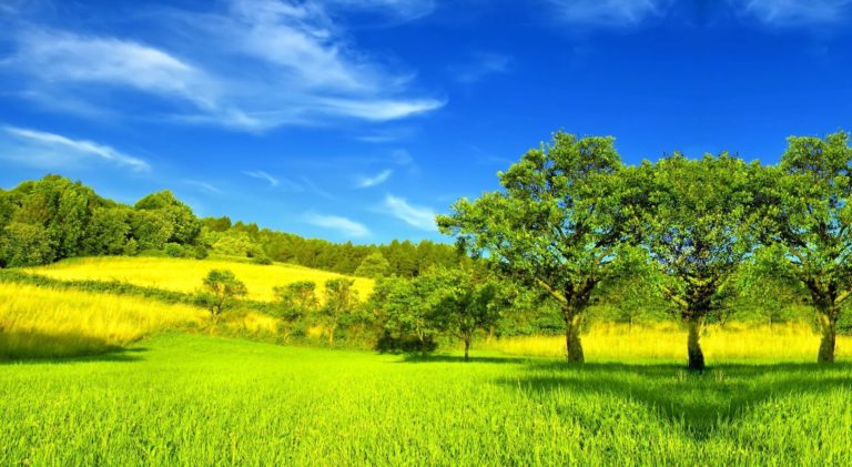 green hillside in the hill country of texas