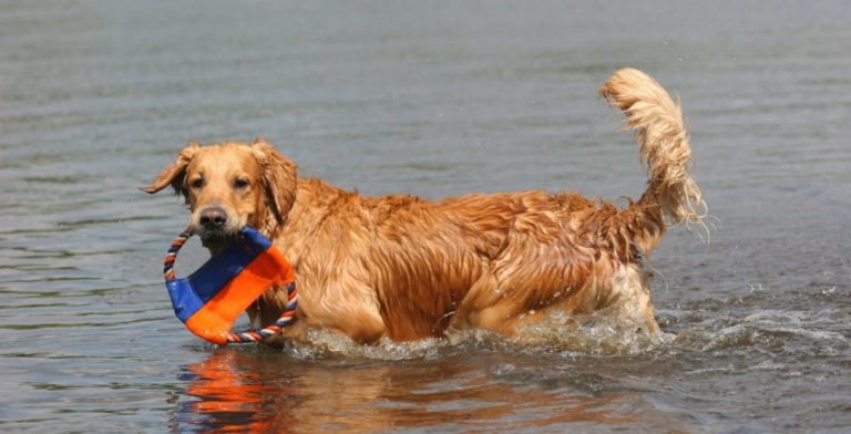 golden retriver having fun in the lake with his toys
