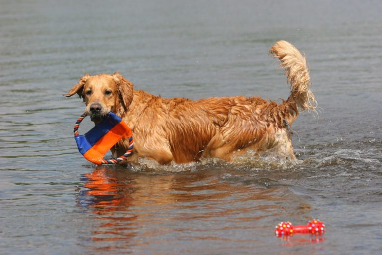 golden retriver having fun in the lake with his toys