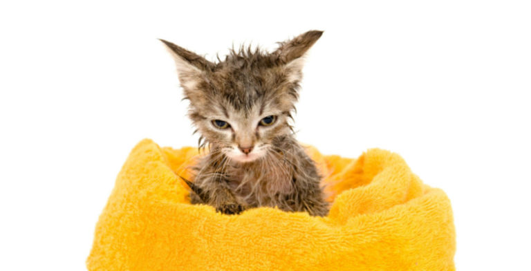 an angry kitten that has just come out of the bath