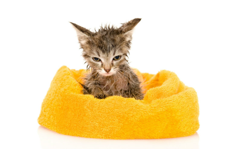 an angry kitten that has just come out of the bath