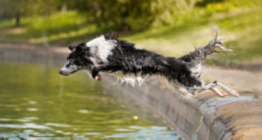 dog jumping off a ledge into a pond for a toy