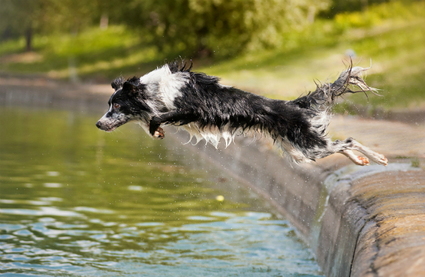 dog jumping off a ledge into a pond for a toy