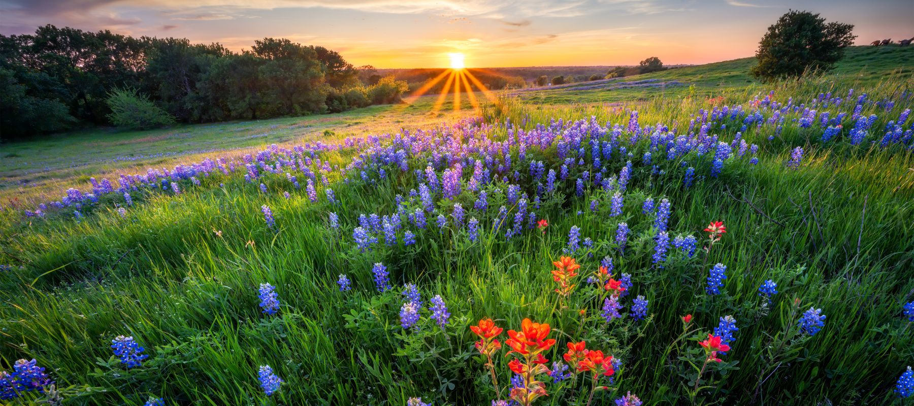 sunset on a field of texas wildflowers