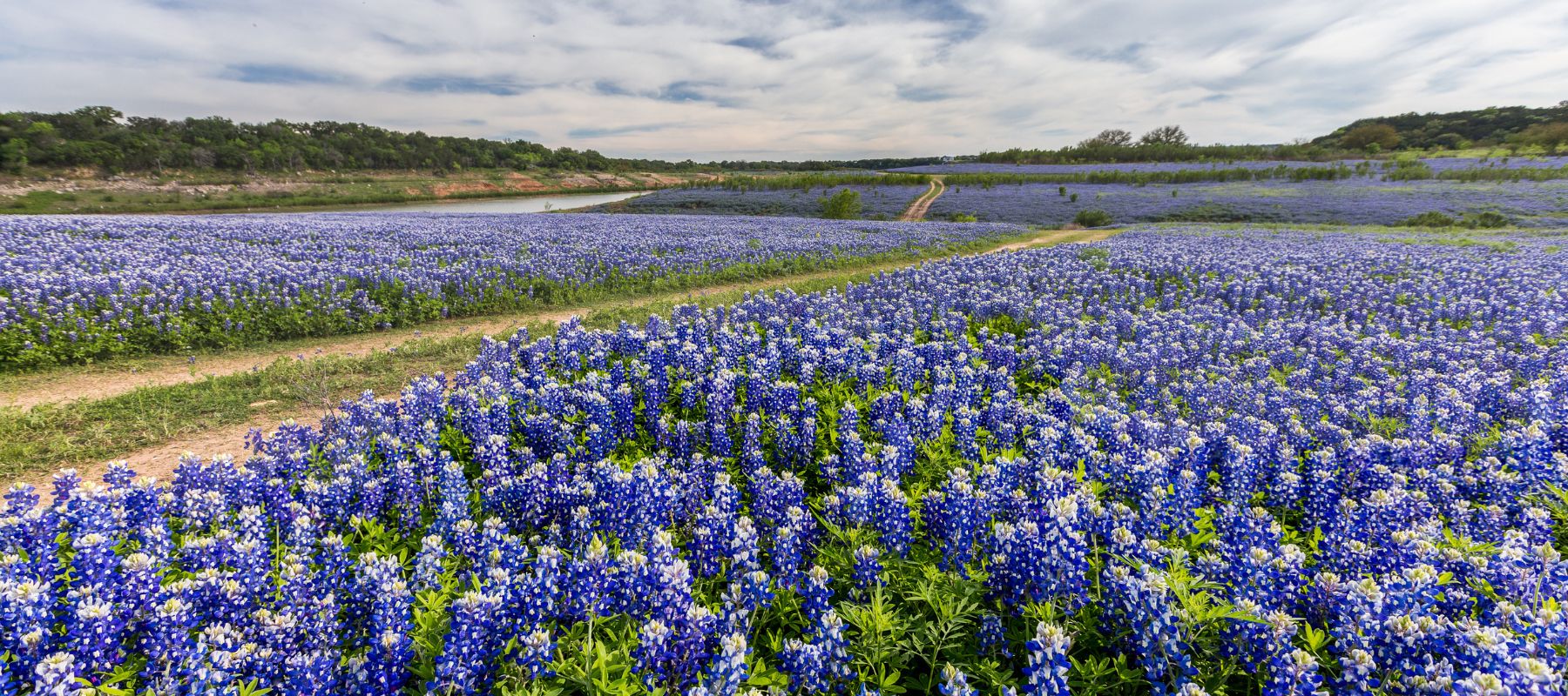 field of bluebonnets