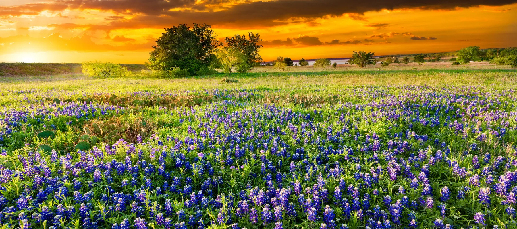 A vibrant field of bluebonnet flowers stretches across the foreground, with green grass, scattered trees, and a dramatic orange sunset sky in the background.