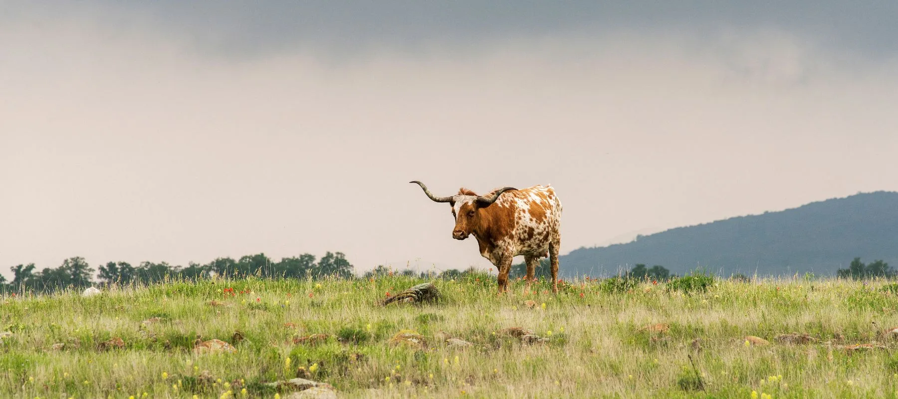 A lone Texas Longhorn with brown and white spots stands in a grassy field under a cloudy sky, with distant trees and low mountains in the background.